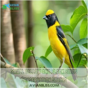 Small Yellow and Black Birds Conservation Status