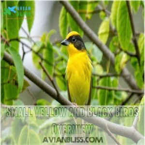 Small Yellow and Black Birds Overview