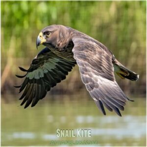 Snail Kite