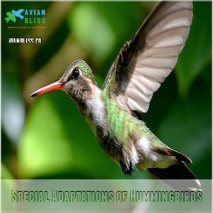 Special Adaptations of Hummingbirds