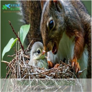 Squirrel Attacks on Birds