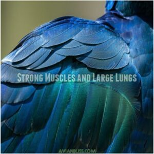 Strong Muscles and Large Lungs