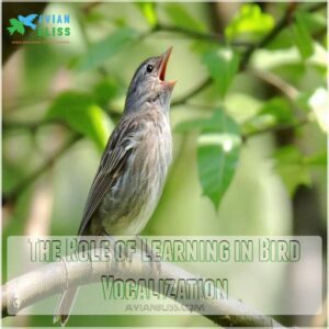 The Role of Learning in Bird Vocalization