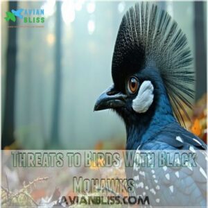 Threats to Birds With Black Mohawks