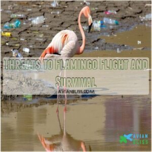 Threats to Flamingo Flight and Survival