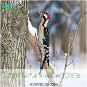 Threats to Woodpeckers in Winter