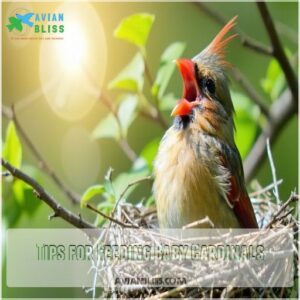 Tips for Feeding Baby Cardinals