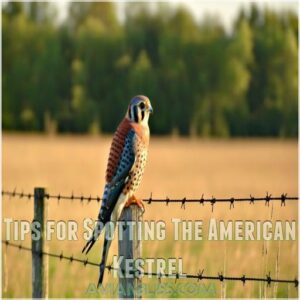 Tips for Spotting The American Kestrel