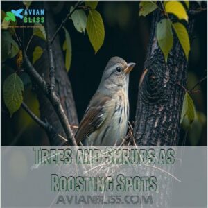 Trees and Shrubs as Roosting Spots