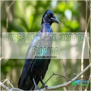 Types of Black Birds in Florida