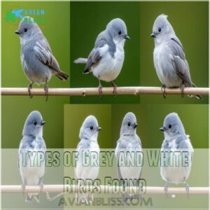 Types of Grey and White Birds Found