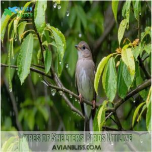 Types of Shelters Birds Utilize