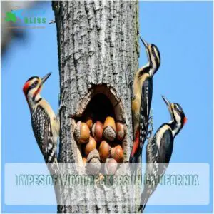 Types of Woodpeckers in California