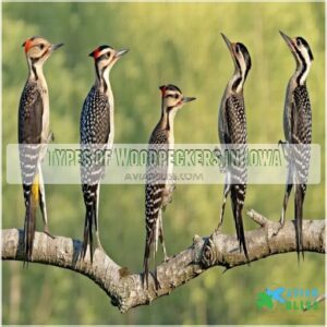 Types of Woodpeckers in Iowa