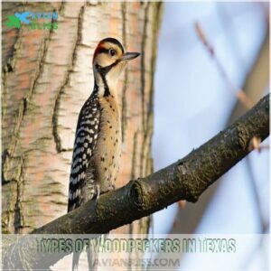 Types of Woodpeckers in Texas