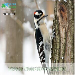 Types of Woodpeckers in Winter