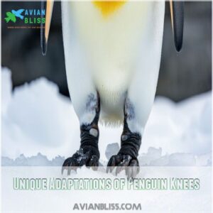 Unique Adaptations of Penguin Knees