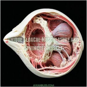 Unique Cloacal Musculature and Sphincter Muscle