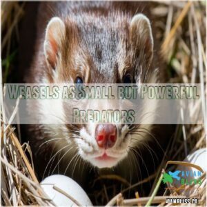 Weasels as Small but Powerful Predators