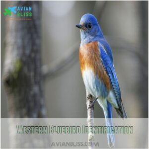 Western Bluebird Identification