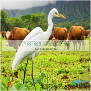 Western Cattle Egret