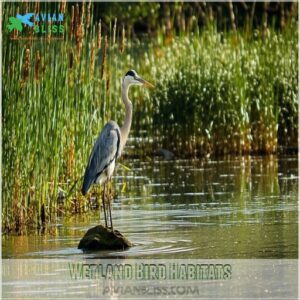 Wetland Bird Habitats