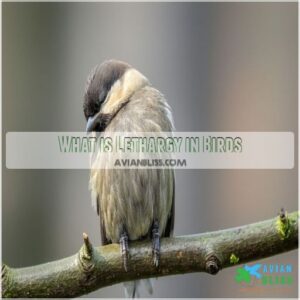 What is Lethargy in Birds