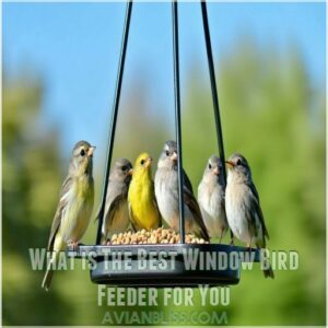 What is The Best Window Bird Feeder for You