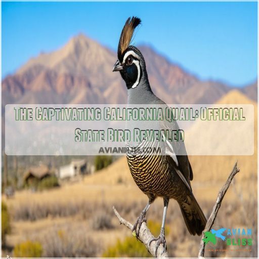 The Captivating California Quail: Official State Bird Revealed