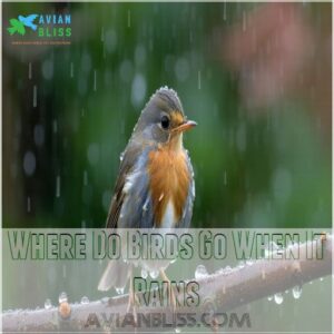 Where Do Birds Go When It Rains