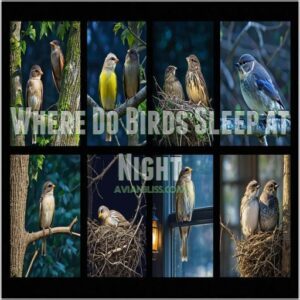 Where Do Birds Sleep at Night