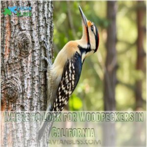 Where to Look for Woodpeckers in California