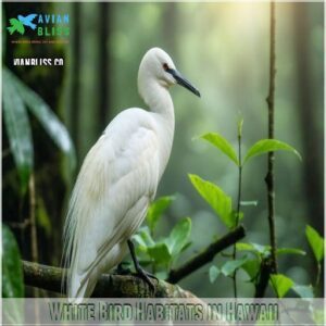 White Bird Habitats in Hawaii