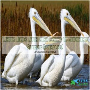 white birds with long beaks