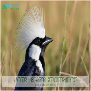 White-Crested Helmetshrike