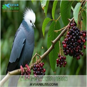 White-crowned Pigeon