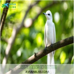 White Terns in Hawaii