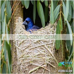 White-Winged Chough