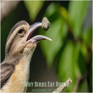 Why Birds Eat Rocks