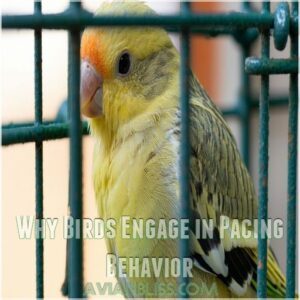 Why Birds Engage in Pacing Behavior