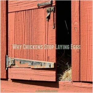 Why Chickens Stop Laying Eggs