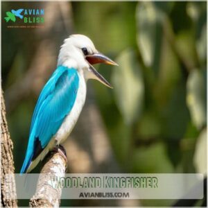 Woodland Kingfisher