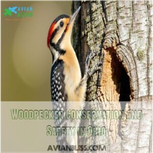 Woodpecker Conservation and Safety in Ohio