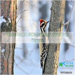 Woodpecker Conservation Efforts in Winter