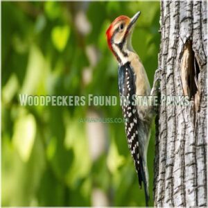 Woodpeckers Found in State Parks