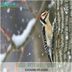 Woodpeckers in Winter