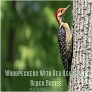 Woodpeckers With Red Heads and Black Bodies