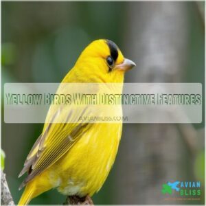 Yellow Birds With Distinctive Features