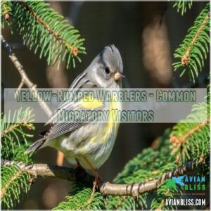 Yellow-Rumped Warblers - Common Migratory Visitors