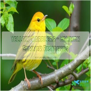 Yellow Warblers - Common Summer Residents